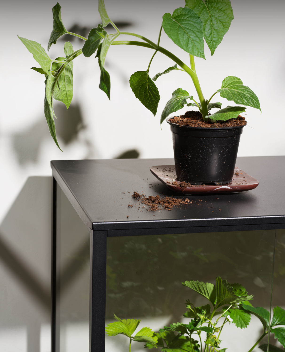 Grower Greens Växtskåp - Dusty Green, Svart - bild 17 [brafab-src:https://www.brafab.se/storage/B3A47305F359BD5F31AA77CC2F481FAAE306DC5DCCECC9329D6211E0BD607DEF/750c32c9a91d4fdab0169fe16e9acf46/png/media/0f8581b7a6f44799a312e41102eae4b6/Grower%20greens_0003.png]