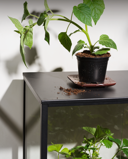 Grower Greens Växtskåp - Dusty Green, Svart - bild 17 [brafab-src:https://www.brafab.se/storage/B3A47305F359BD5F31AA77CC2F481FAAE306DC5DCCECC9329D6211E0BD607DEF/750c32c9a91d4fdab0169fe16e9acf46/png/media/0f8581b7a6f44799a312e41102eae4b6/Grower%20greens_0003.png]
