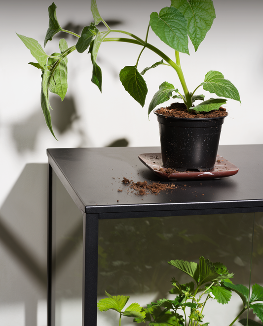 Grower Greens Växtskåp - Dusty Green, Svart - bild 17 [brafab-src:https://www.brafab.se/storage/B3A47305F359BD5F31AA77CC2F481FAAE306DC5DCCECC9329D6211E0BD607DEF/750c32c9a91d4fdab0169fe16e9acf46/png/media/0f8581b7a6f44799a312e41102eae4b6/Grower%20greens_0003.png]
