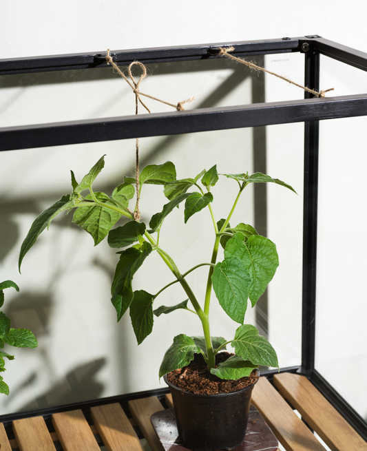 Grower Greens Växtskåp - Dusty Green, Svart - bild 10 [brafab-src:https://www.brafab.se/storage/5A1A74669B91930518D6252E097FF0E6A12B03BFD6D678BC32504D18959806F4/b3ef87b27a0340a8b40c9bfc9695d4fb/png/media/0809418a2d4640d485f04571d6568dec/Grower%20greens_3.png]